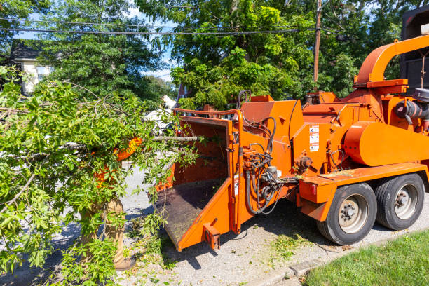 Large Tree Removal in Cherokee, OK